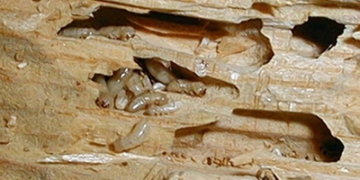 ELIMINAR TERMITAS / Tratamientos contra termitas Cáceres